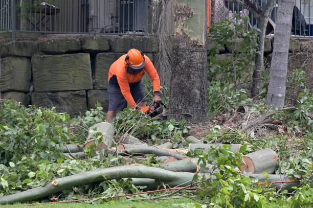 Best Stump Grinding and Removal  in Forest Lake, IL