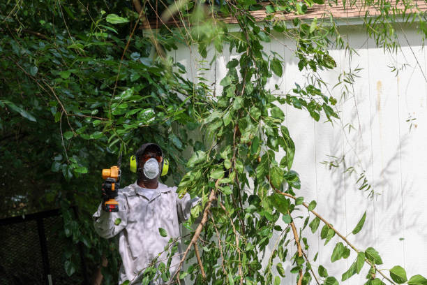 Best Leaf Removal  in Forest Lake, IL