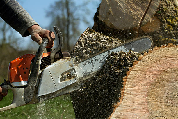 Best Tree Mulching  in Forest Lake, IL
